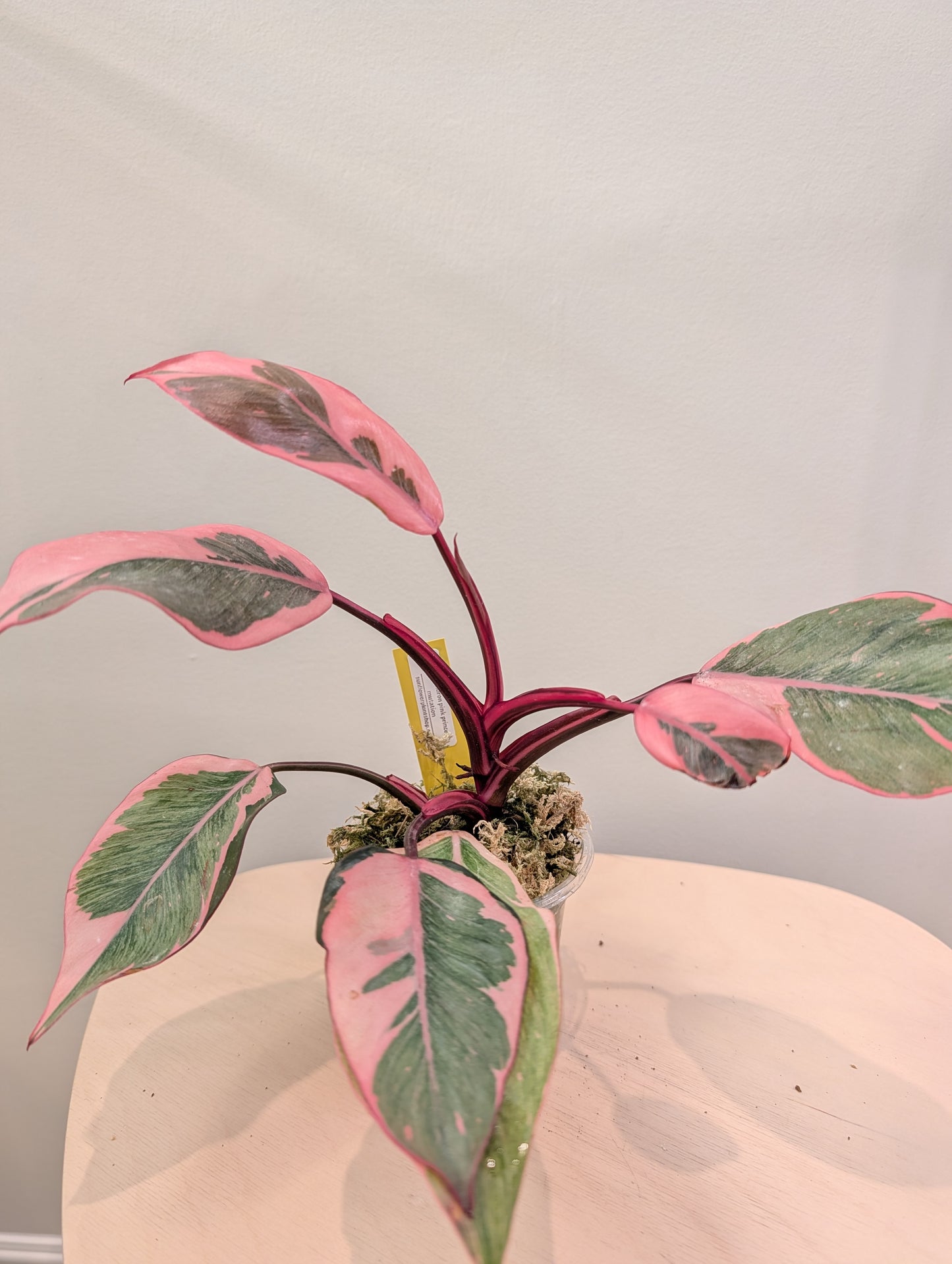 Philodendron pink princess mutation / very bright variegation 🩷