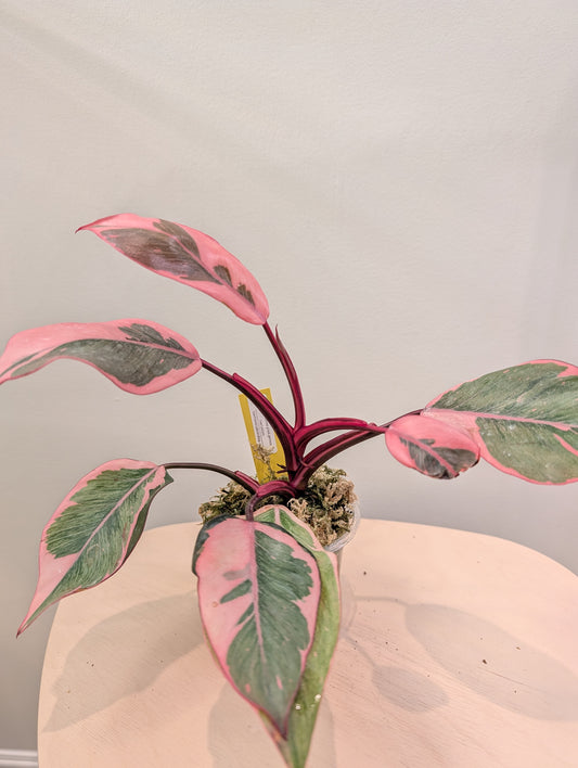 Philodendron pink princess mutation / very bright variegation 🩷