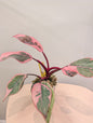 Philodendron pink princess mutation / very bright variegation 🩷