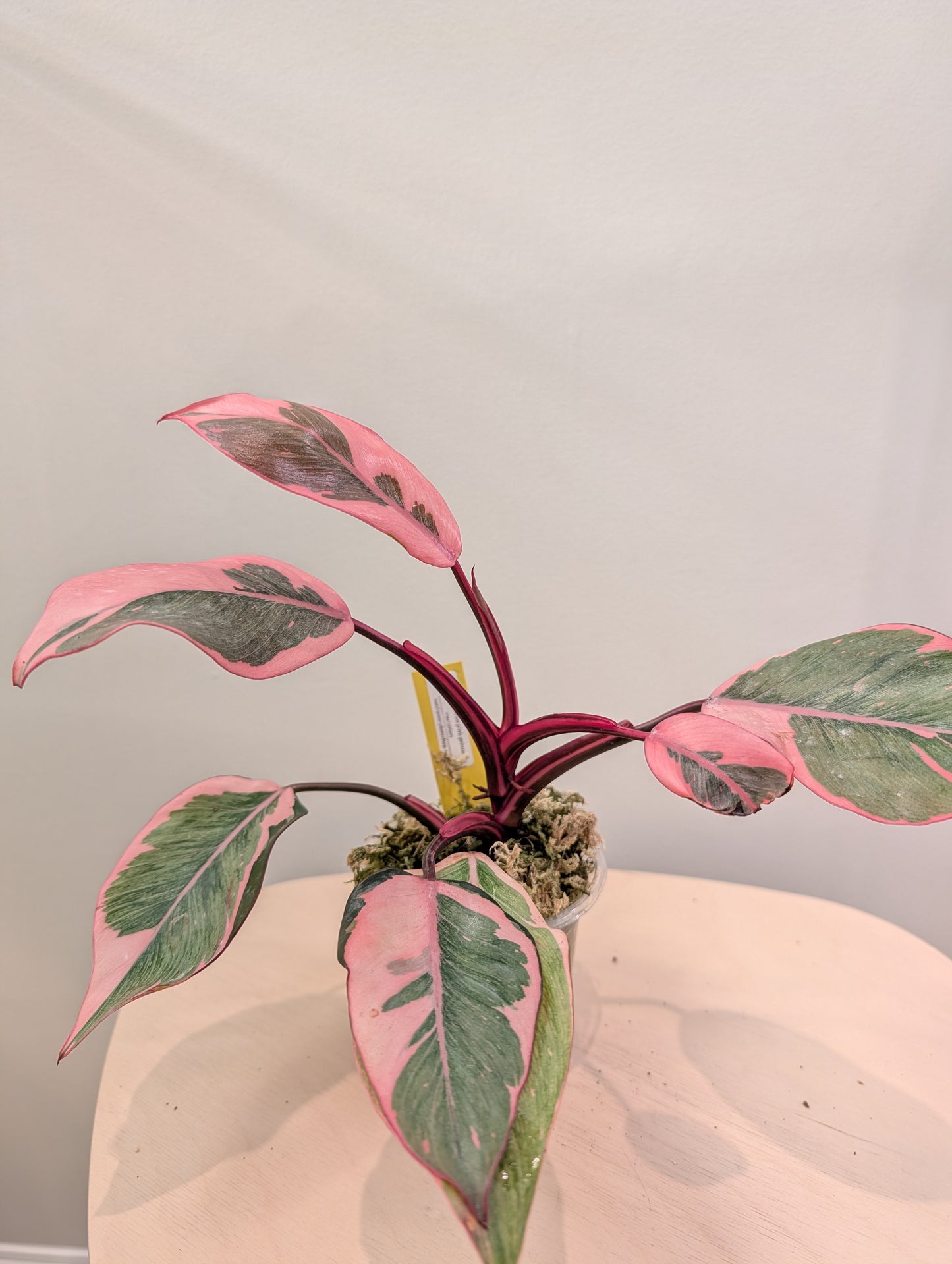 Philodendron pink princess mutation / very bright variegation 🩷