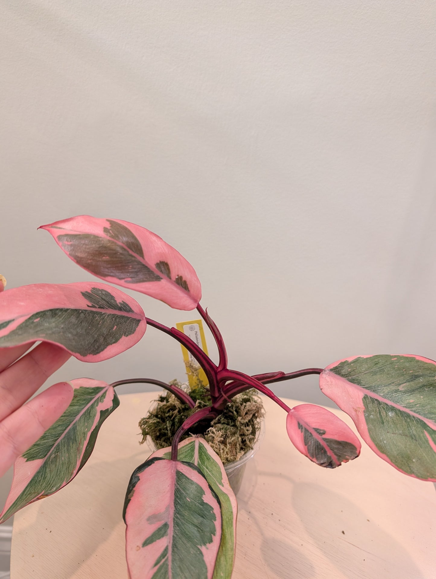Philodendron pink princess mutation / very bright variegation 🩷