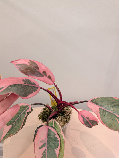 Philodendron pink princess mutation / very bright variegation 🩷