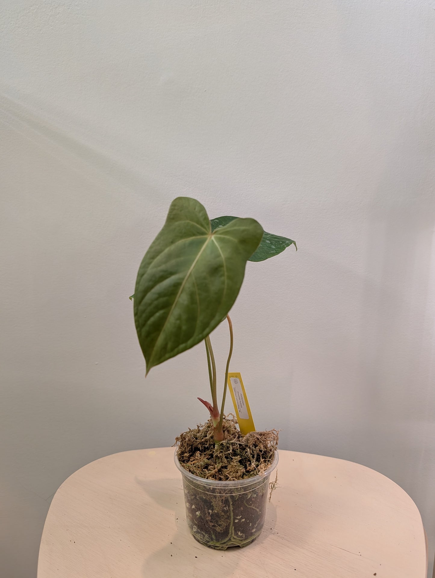 Anthurium Amazon Rabbit / à emporter ou livraison