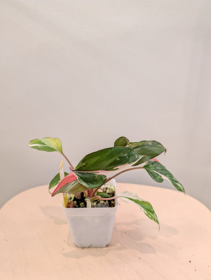 Homalomena Pink Diamond