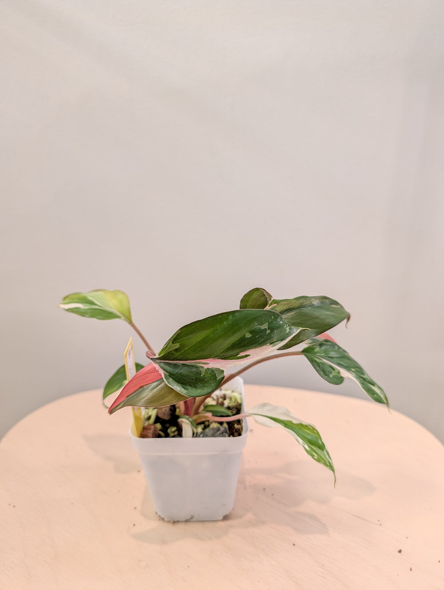 Homalomena Pink Diamond