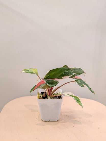 Homalomena Pink Diamond