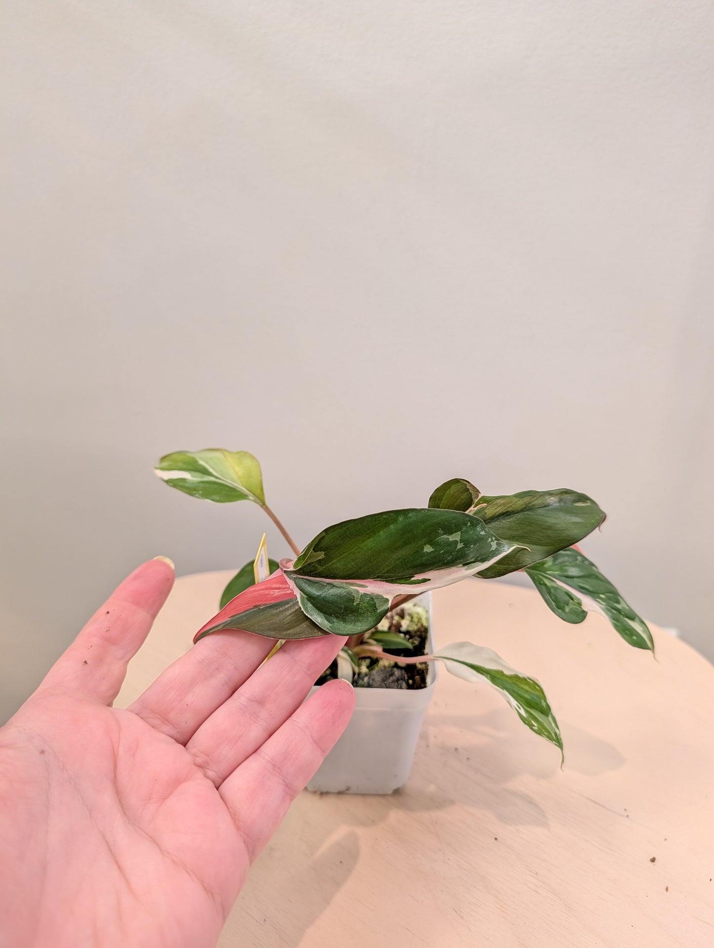 Homalomena Pink Diamond