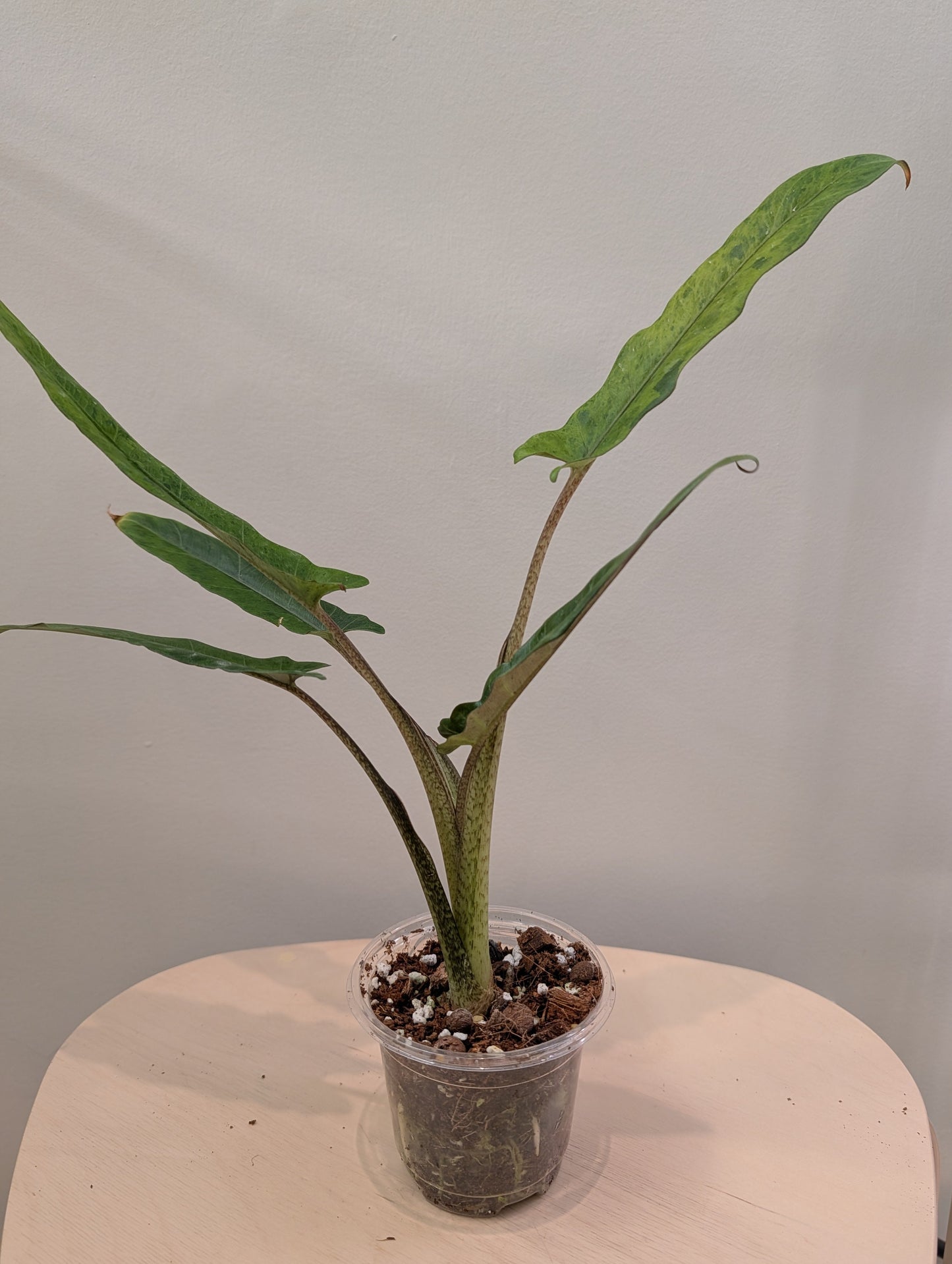 Alocasia lauterbachiana jaune panaché (choix du producteur)