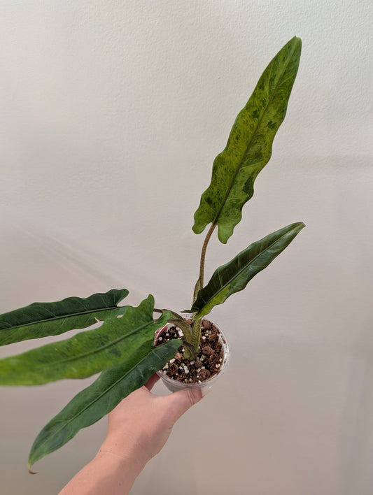 Alocasia Lauterbachiana yellow variegated (grower's choice)