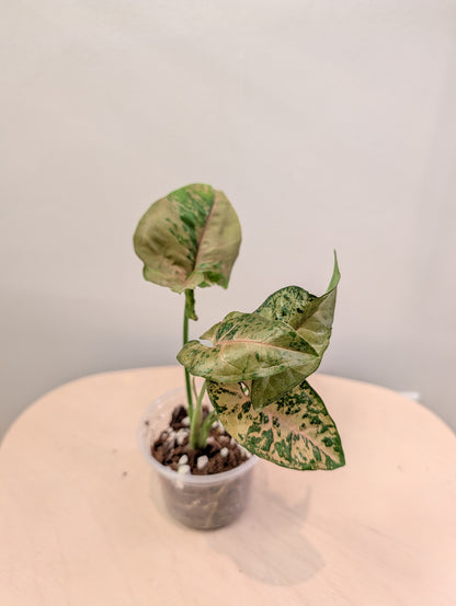 Syngonium Pink Freckles