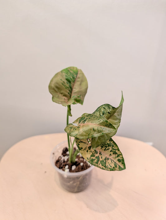Syngonium Pink Freckles