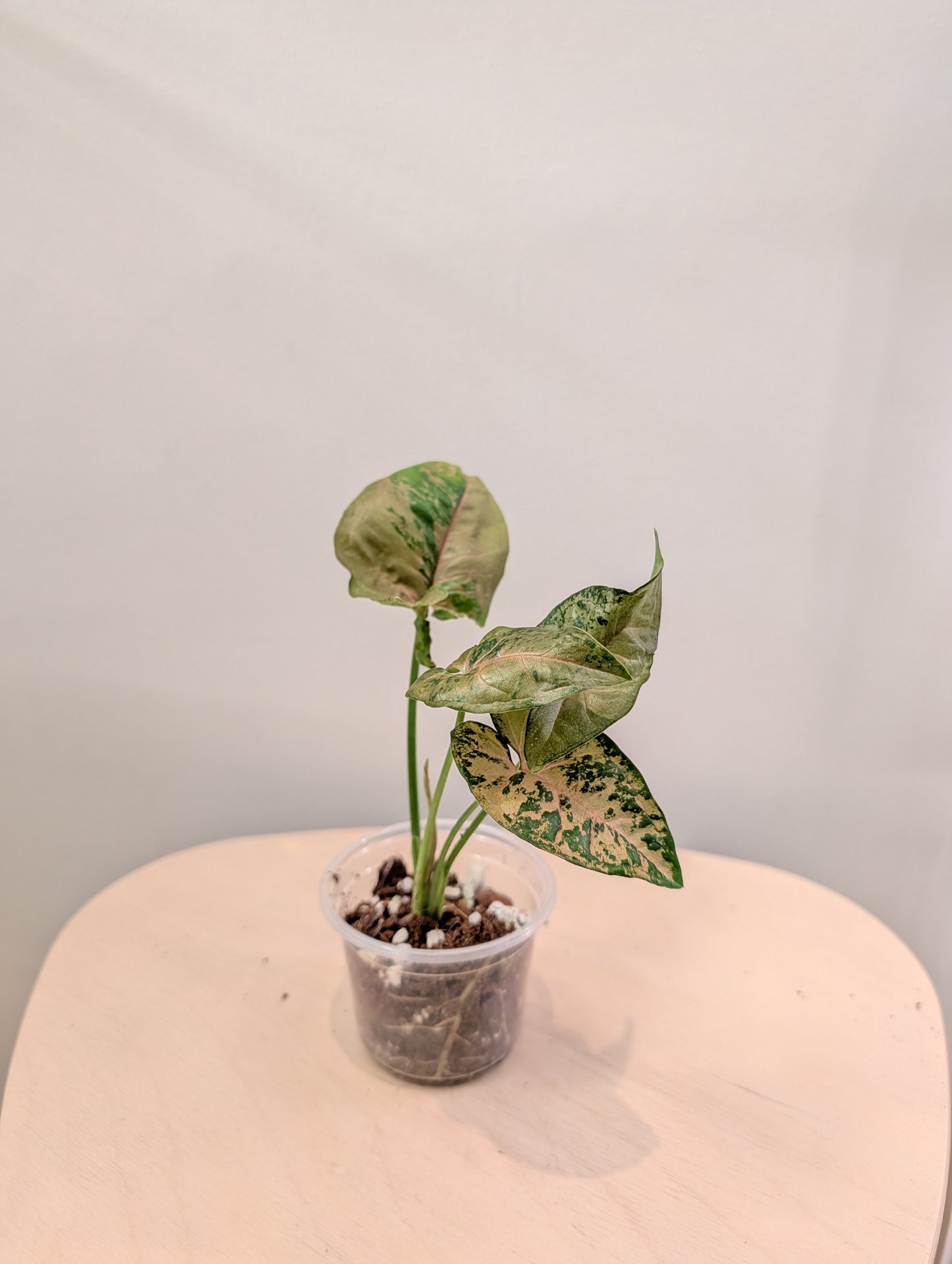 Syngonium Pink Freckles