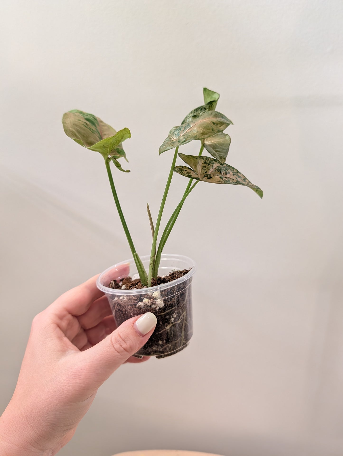 Syngonium Pink Freckles