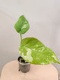 Syngonium chiapense panaché