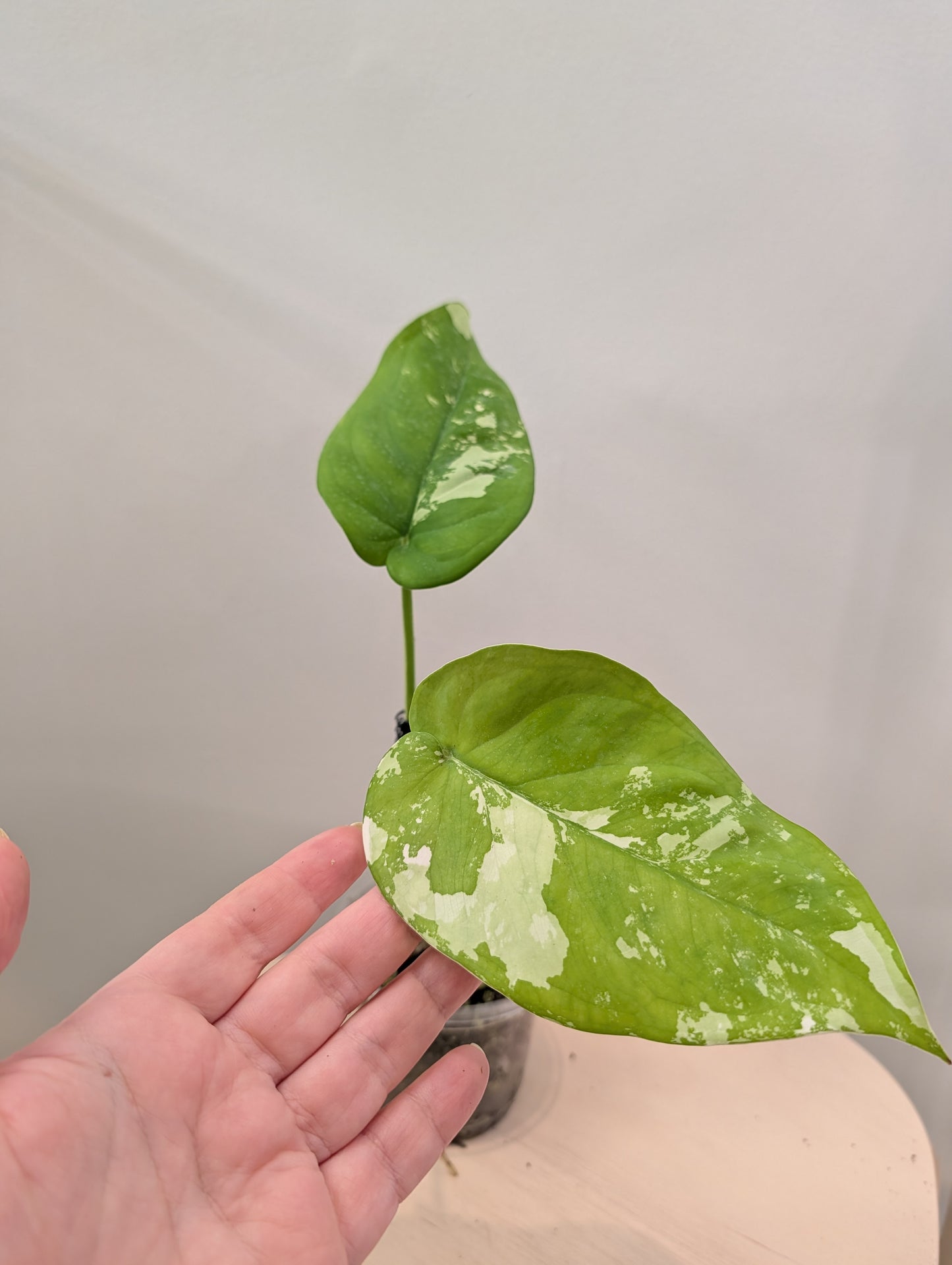 Syngonium chiapense panaché