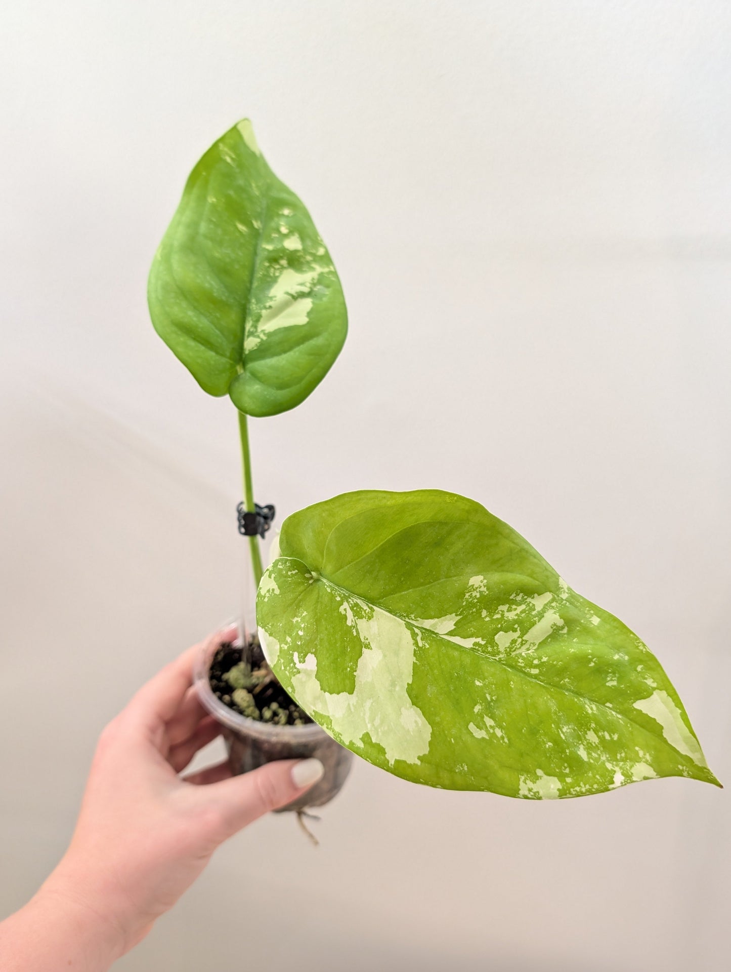 Syngonium chiapense panaché