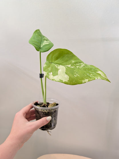 Syngonium chiapense panaché