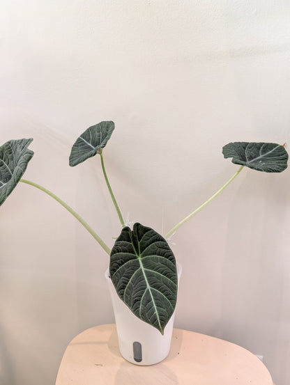 Alocasia maharani / from variegated plant / pikcup or delivery only