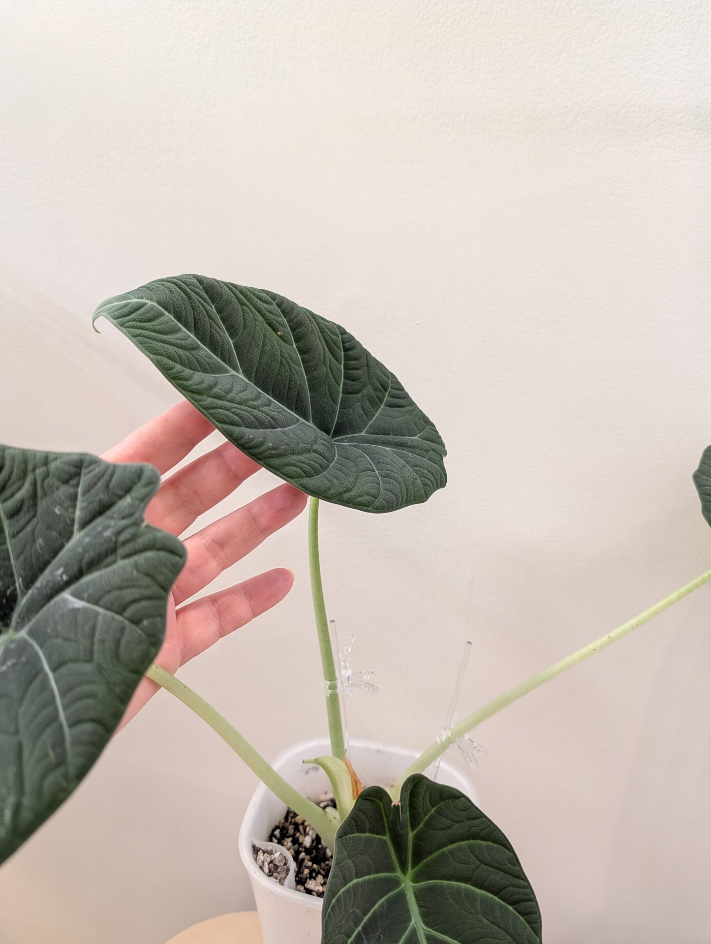 Alocasia maharani / from variegated plant / pikcup or delivery only