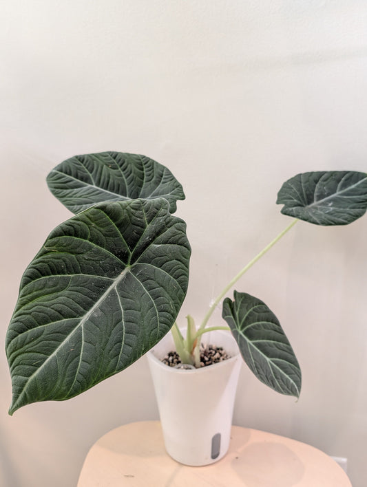 Alocasia maharani / from variegated plant / pikcup or delivery only