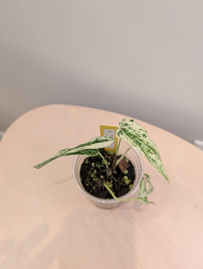 Amydrium medium variegated