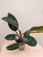 Philodendron Congo panaché / panaché partiel