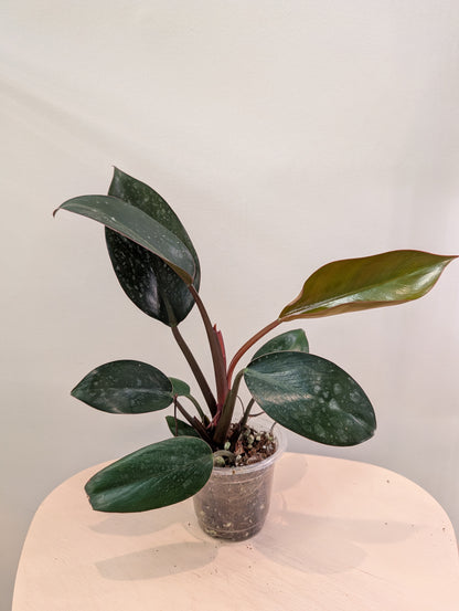 Philodendron Congo panaché / panaché partiel