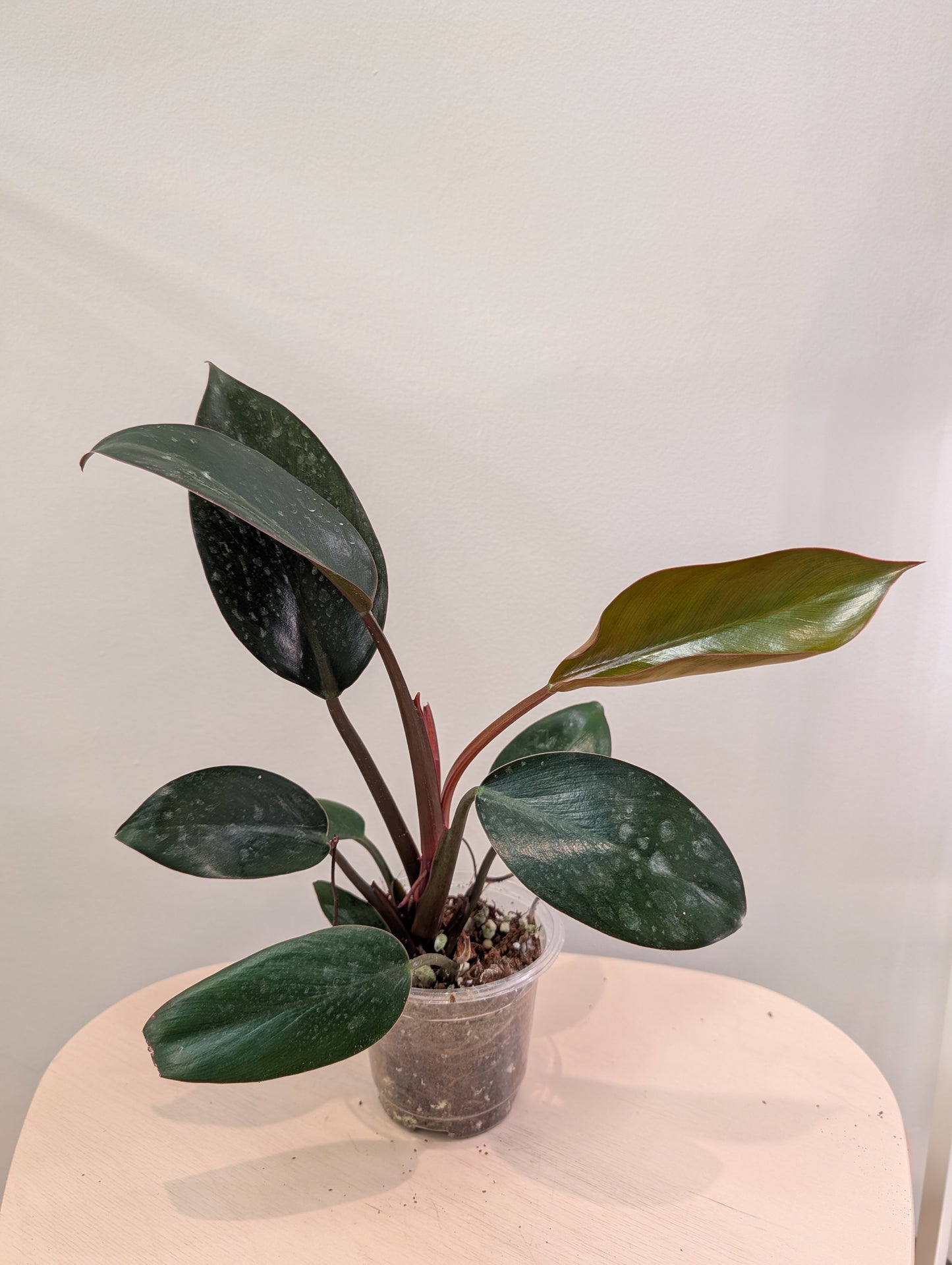 Philodendron Congo panaché / panaché partiel