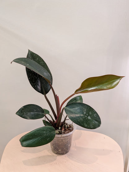 Philodendron Congo panaché / panaché partiel
