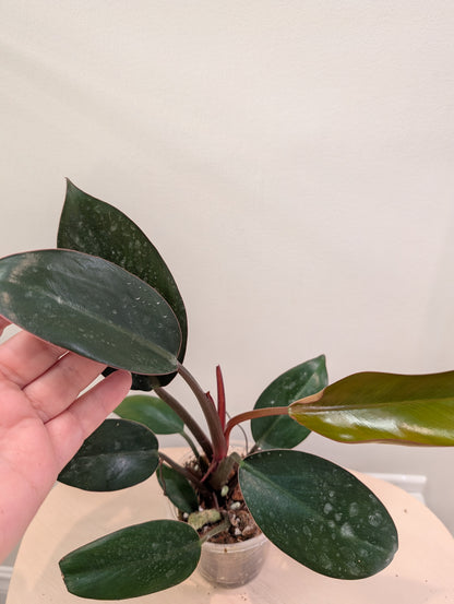 Philodendron Congo panaché / panaché partiel