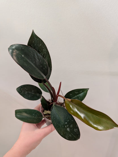 Philodendron Congo panaché / panaché partiel