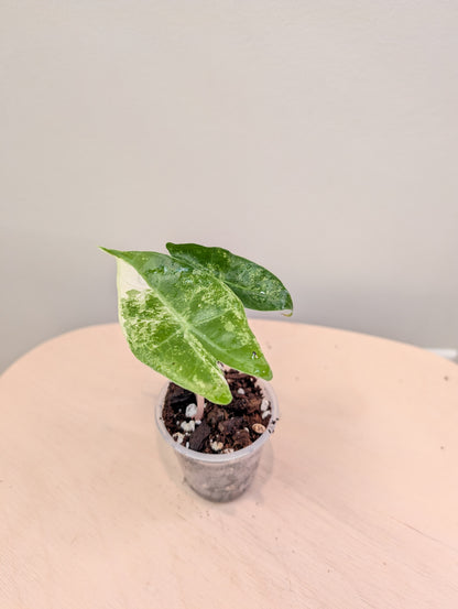 Alocasia Pink Dragon panaché CORM