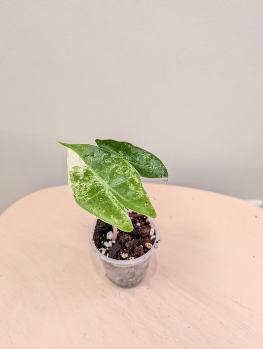 Alocasia pink dragon pink albo  variegated