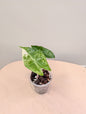 Alocasia Pink Dragon panaché CORM