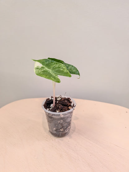 Alocasia Pink Dragon panaché CORM