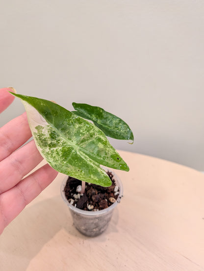 Alocasia Pink Dragon panaché CORM