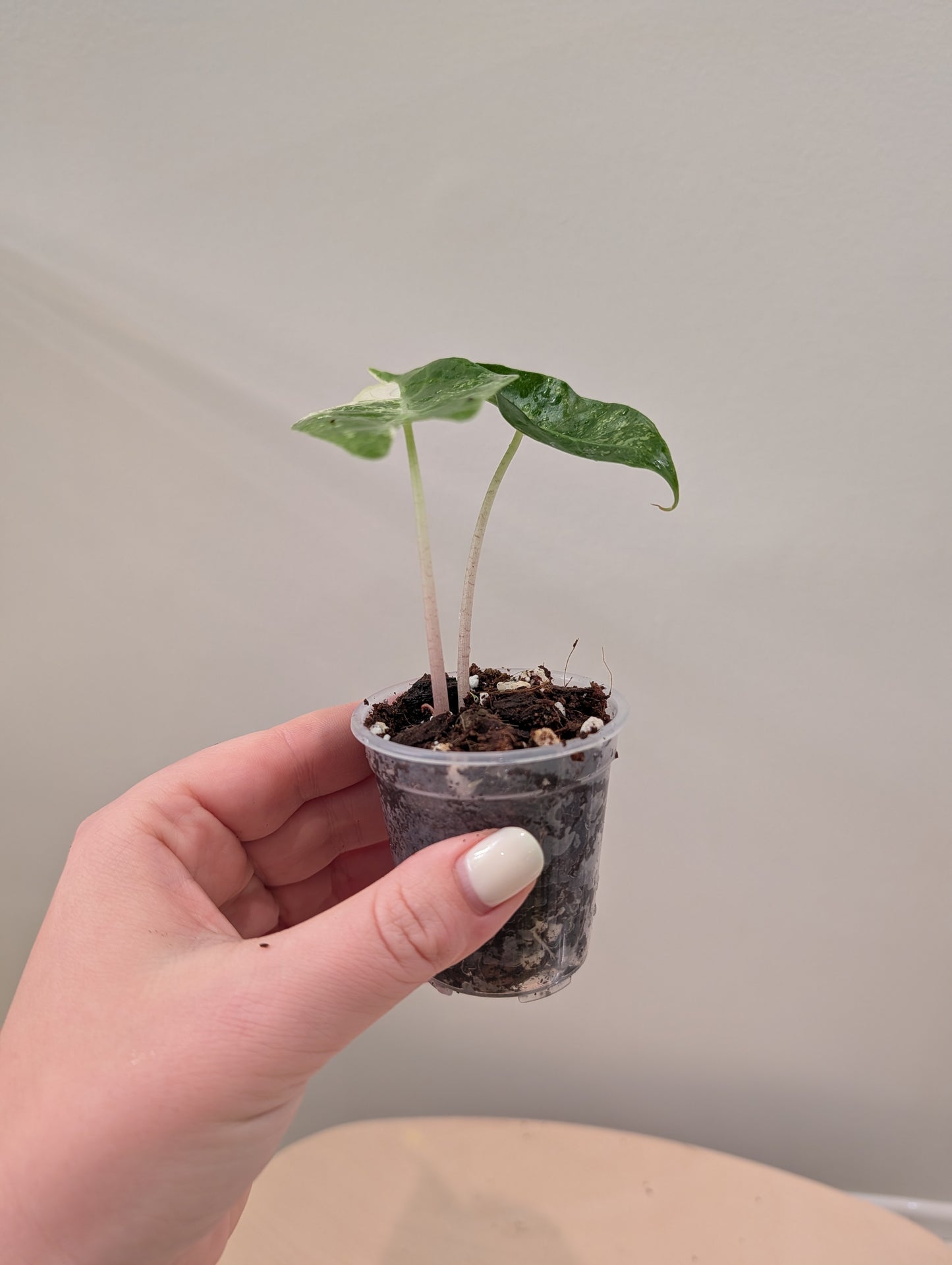 Alocasia Pink Dragon panaché CORM