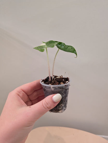 Alocasia Pink Dragon panaché CORM