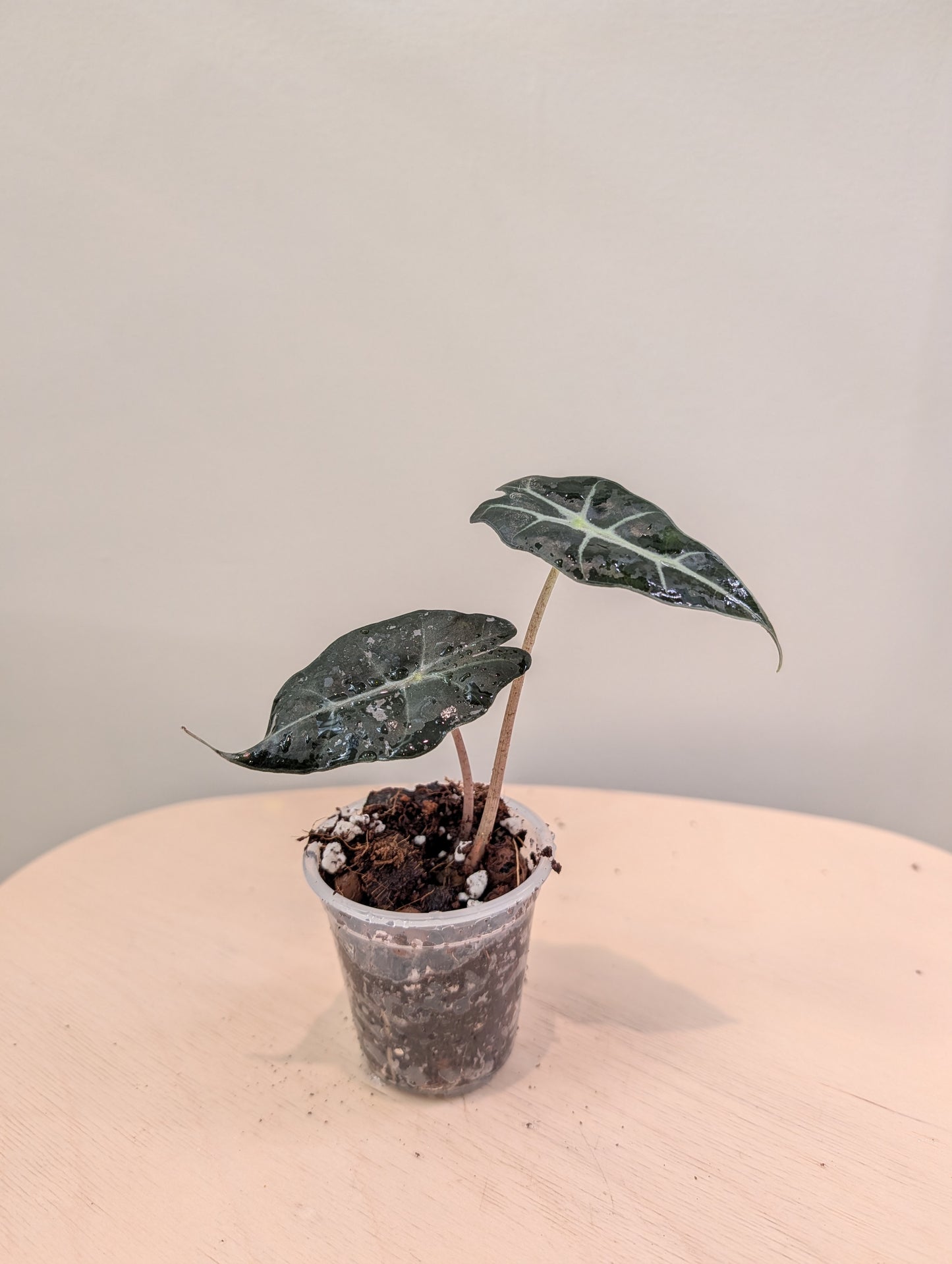 Alocasia Pink Mint variegated