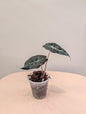 Alocasia Pink Mint variegated