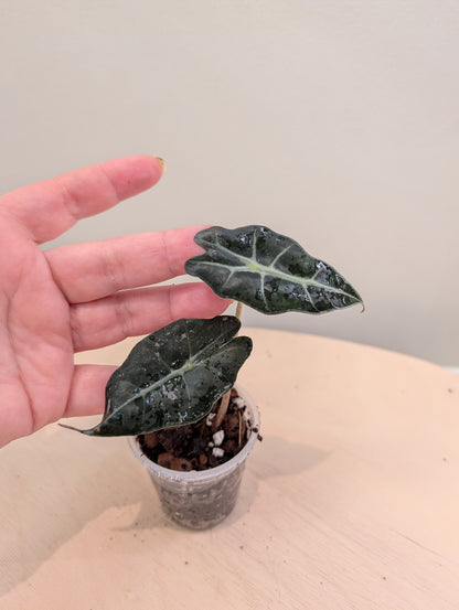 Alocasia Pink Mint variegated