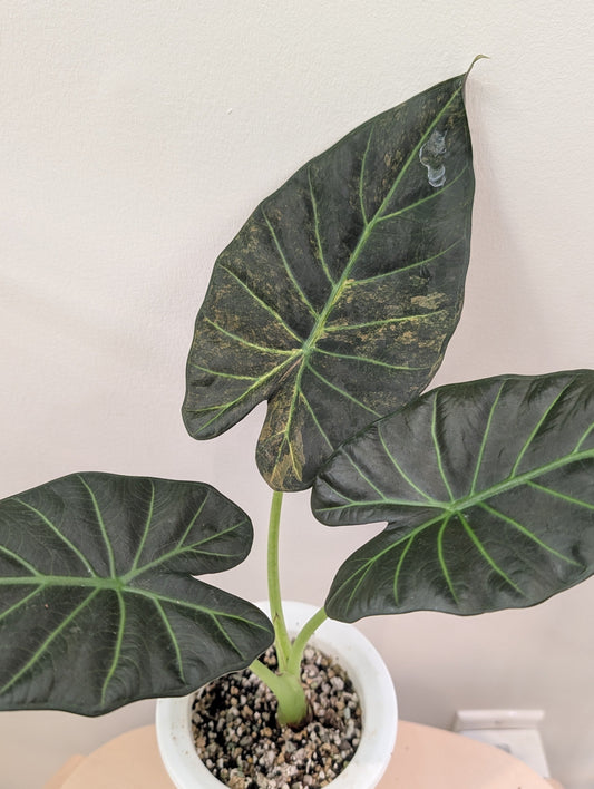 Alocasia regal shields / from aurea variegated