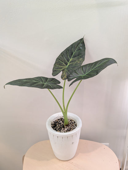 Alocasia regal shields aurea panaché