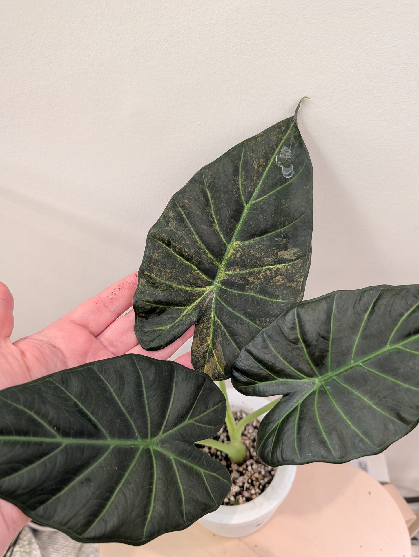 Alocasia regal shields aurea panaché