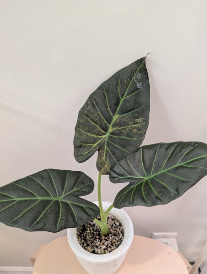 Alocasia regal shields aurea panaché