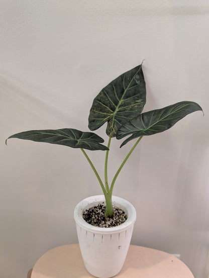 Alocasia regal shields aurea panaché