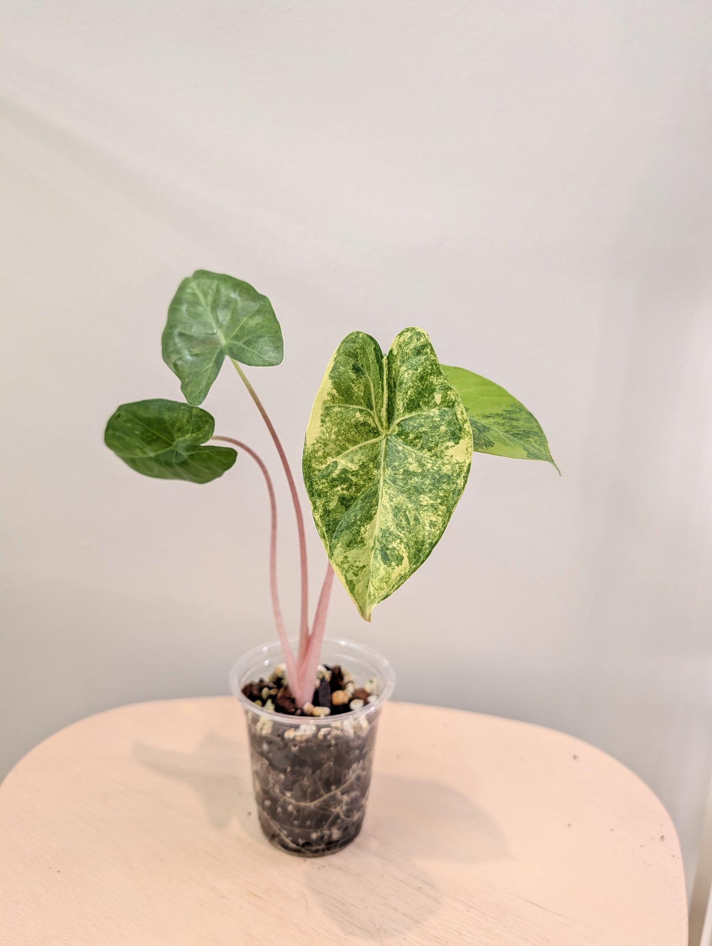 Alocasia calidora hybride panachée, rare COULEUR DE PREMIÈRE ÉTAPE 🦄