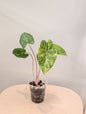 Alocasia calidora hybride panachée, rare COULEUR DE PREMIÈRE ÉTAPE 🦄