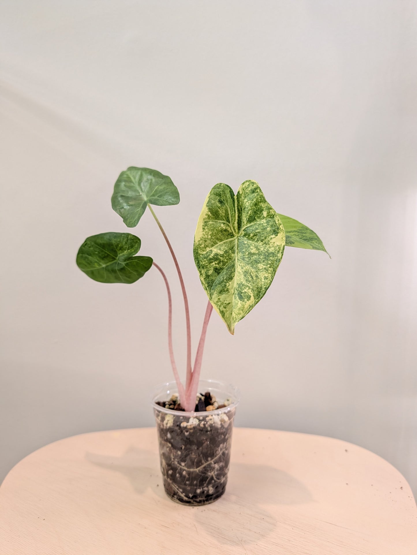 Alocasia calidora hybride panachée, rare COULEUR DE PREMIÈRE ÉTAPE 🦄
