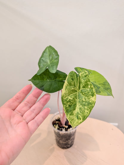 Alocasia calidora hybride panachée, rare COULEUR DE PREMIÈRE ÉTAPE 🦄